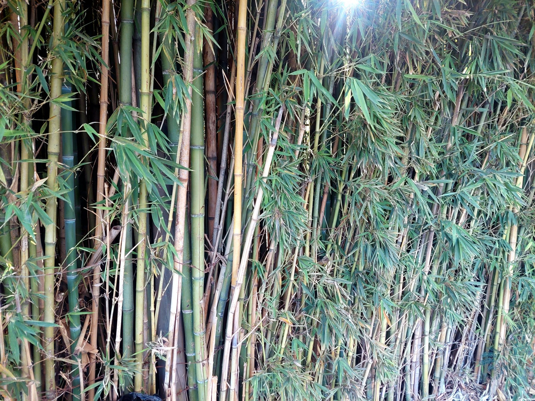 Guadua bamboo
