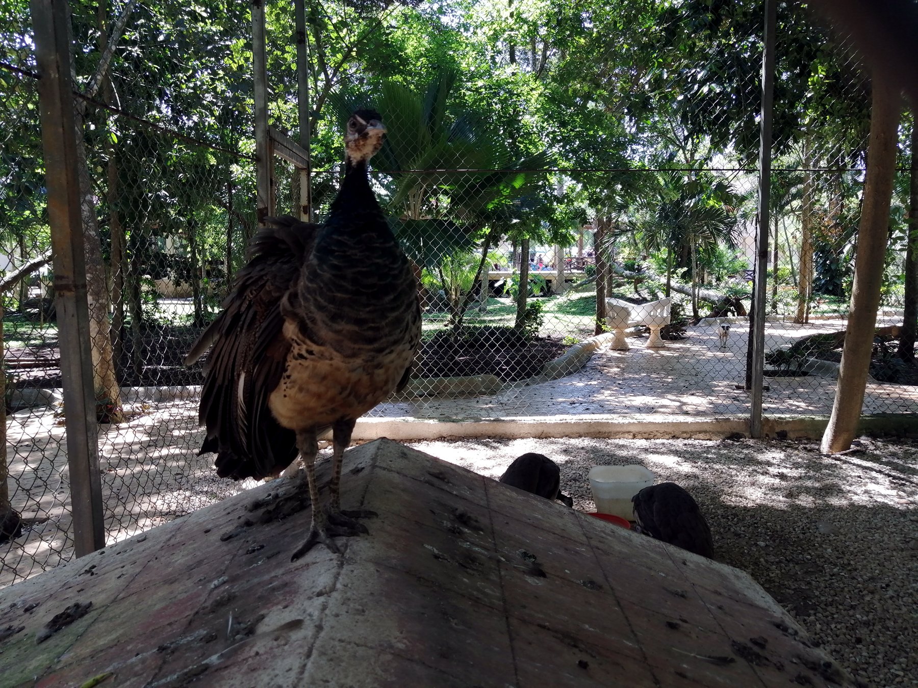 A local at the ruins