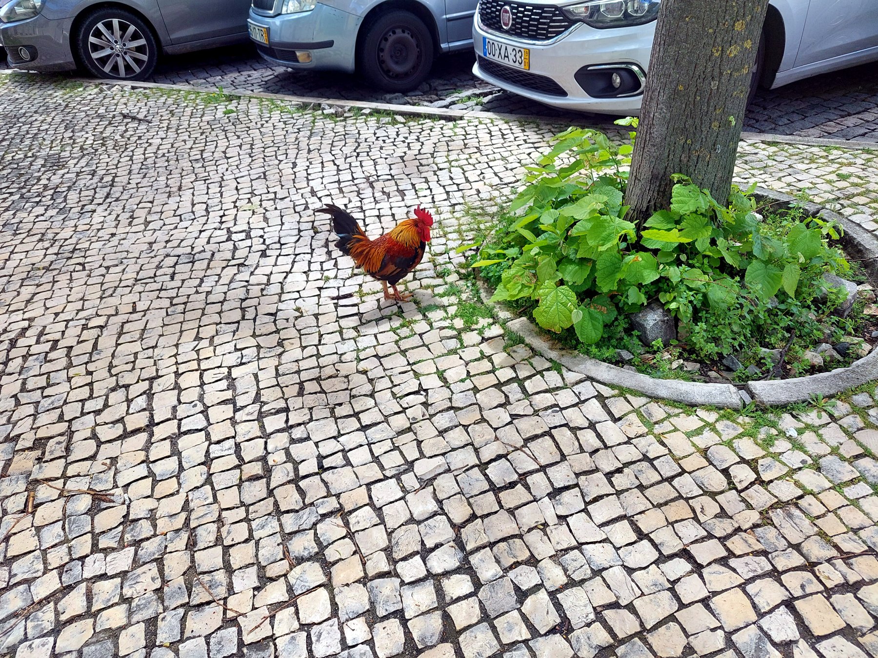 A rooster on the calçada